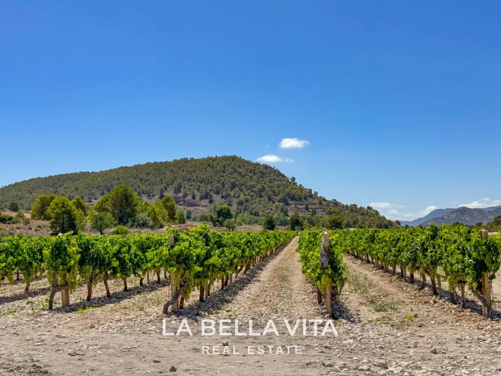 New Build Properties with basement and private pool for sale in Hondon de las Nieves, Alicante
