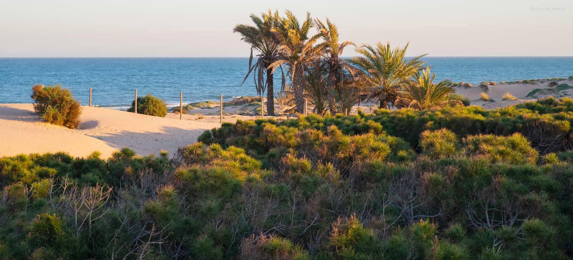 Modern-New-Build-Apartments-Near-the-Beach-and-Marina-in-Guardamar-del-Segura-8 Guardamar del Segura Beach