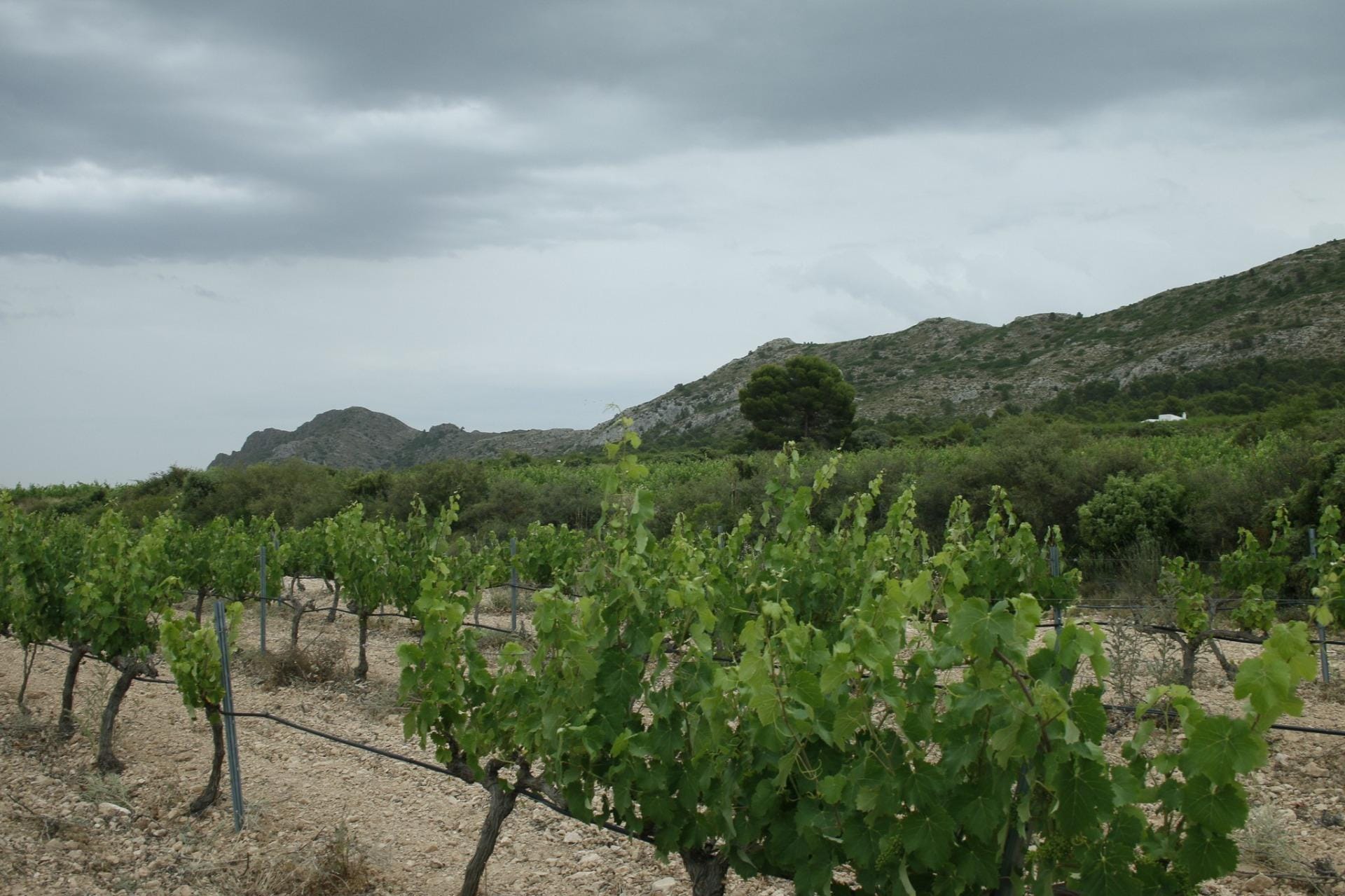 Prachtige luxe finca-villa op wijndomein van 20.000 m² te koop in Yecla, Murcia