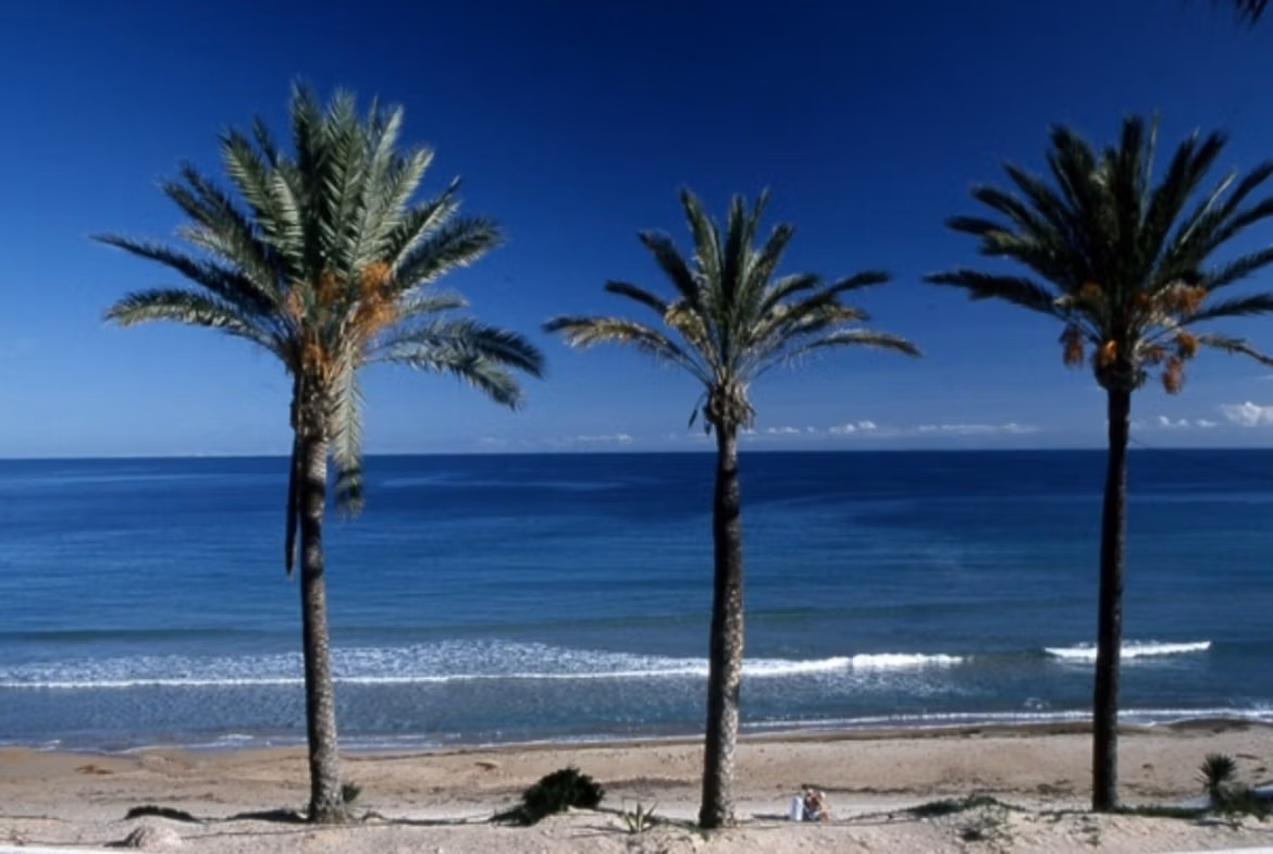 Panoramic Mediterranean sea view with swaying palm trees from a new build 3-bedroom ground floor apartment garden in Pilar de la Horadada.