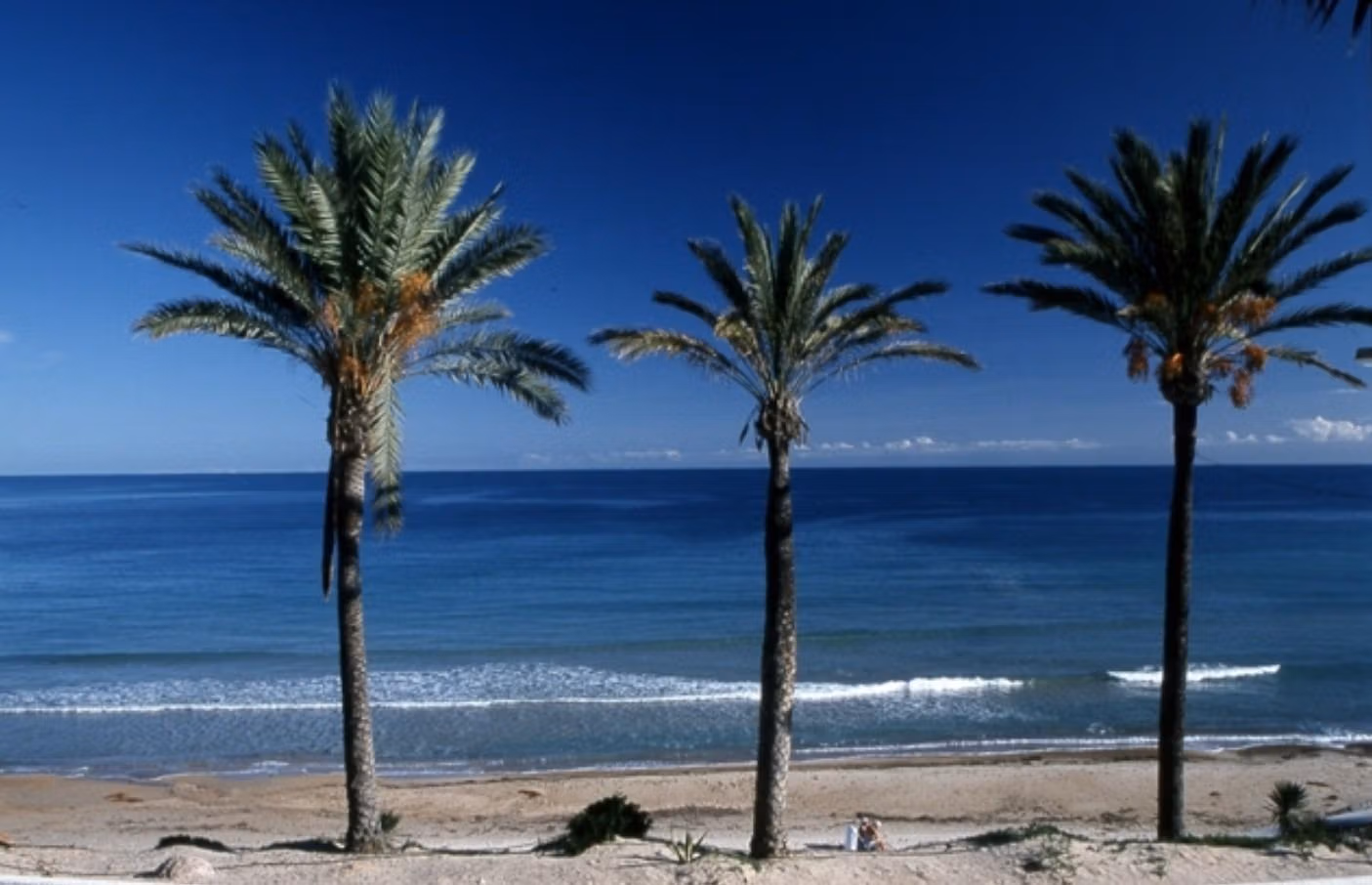Panoramic Mediterranean sea view with swaying palm trees from a new build 3-bedroom ground floor apartment garden in Pilar de la Horadada.