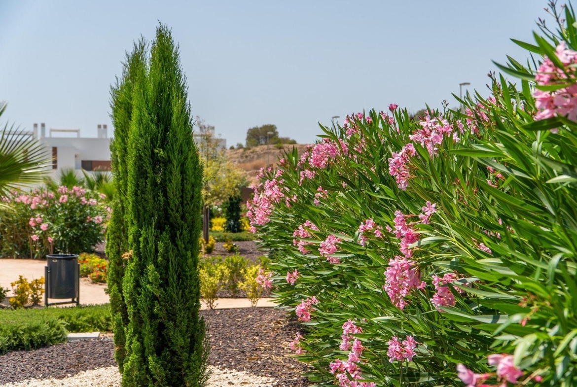 Lush landscaped garden with vibrant pink flowers surrounding modern new build 2-bedroom top floor bungalow in Vistabella Golf, Orihuela