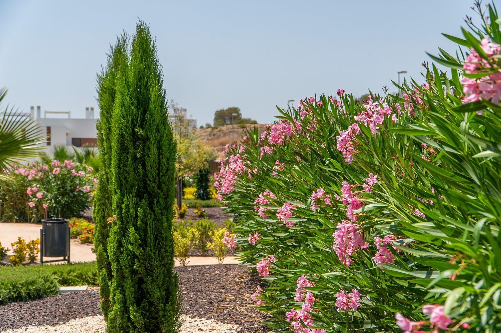 NEW-BUILD-RESIDENTIAL-OF-BUNGALOW-APARTMENTS-IN-VISTABELLA-24 Lush landscaped garden with vibrant pink flowers surrounding modern new build 2-bedroom top floor bungalow in Vistabella Golf, Orihuela