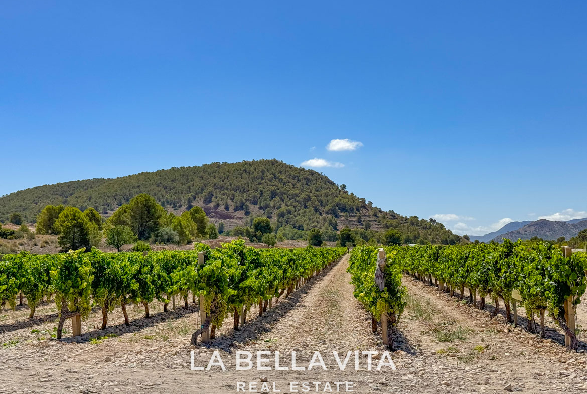 New Build Properties with basement for sale in Hondon de las Nieves, Alicante-32