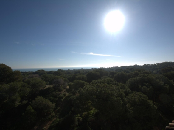 Sun-drenched panoramic view over lush green pine forest with distant sea horizon, ideal terrace setting in Guardamar del...