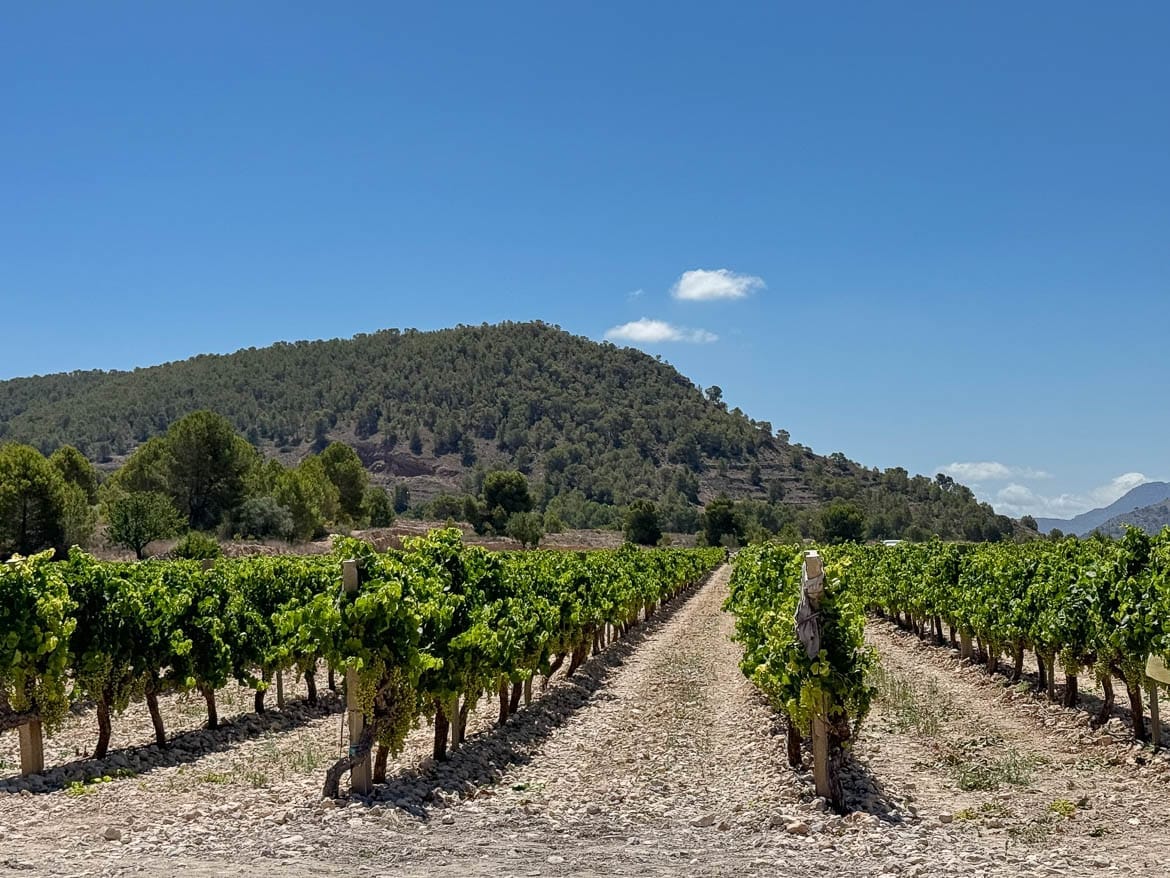 Vineyards and hills in inland Alicante on the Costa Blanca