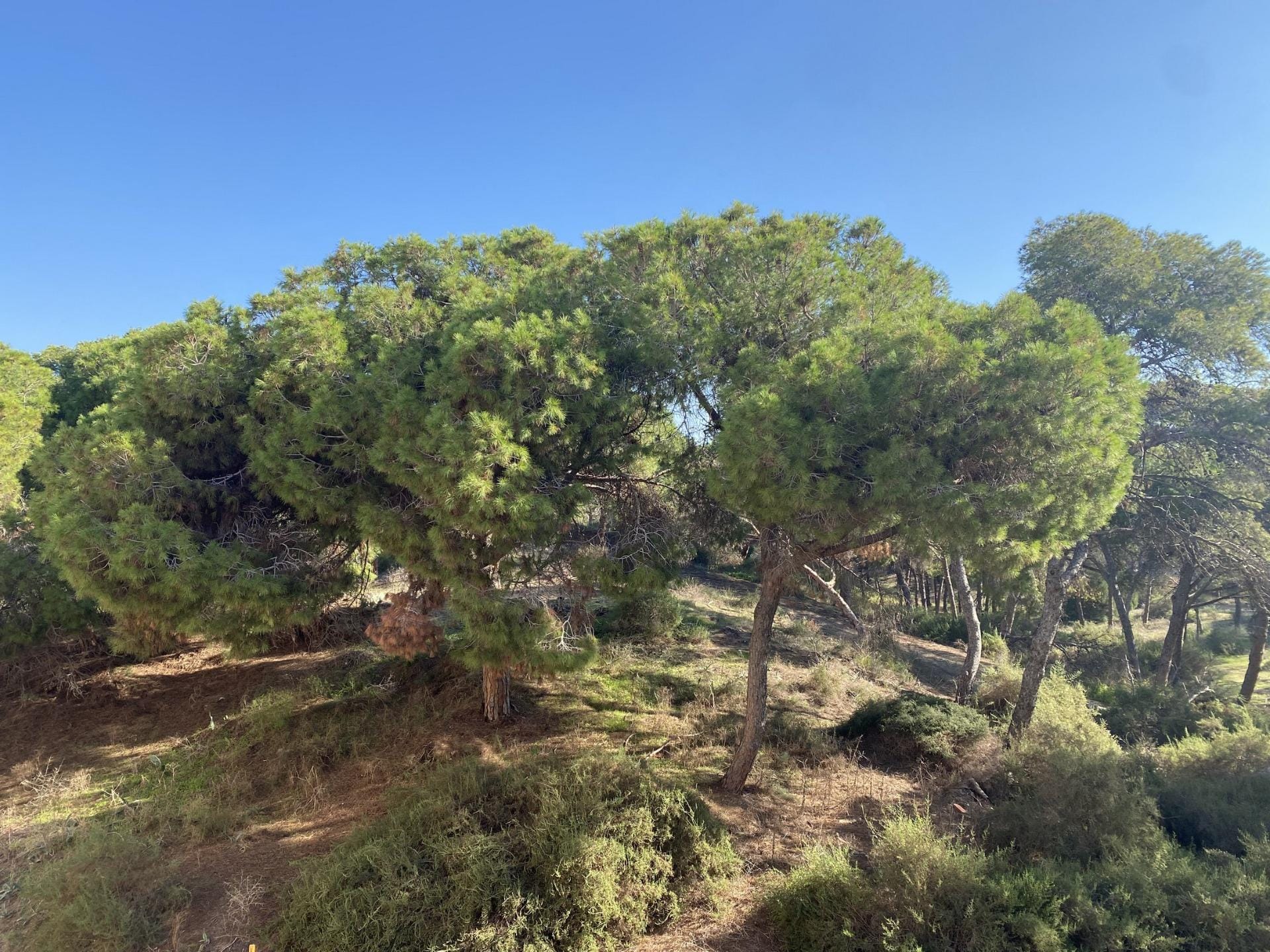 Protected coastal pine forest in Guardamar del Segura, Alicante