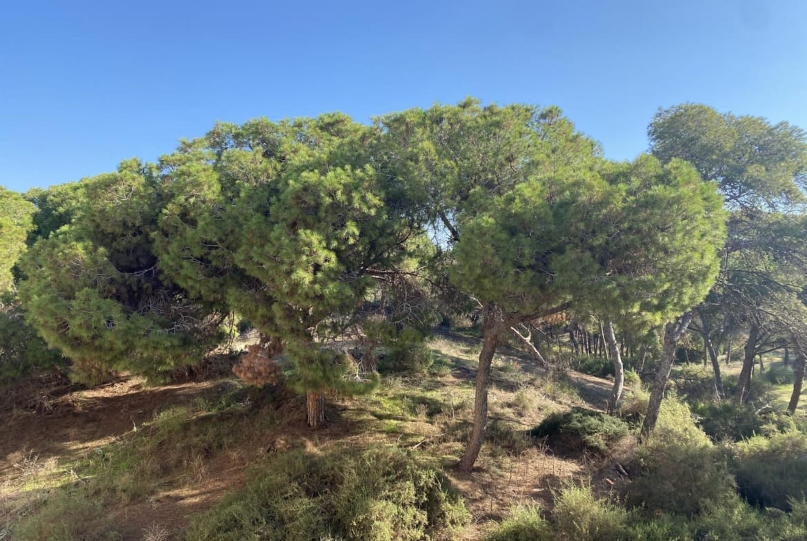 Protected coastal pine forest in Guardamar del Segura, Alicante