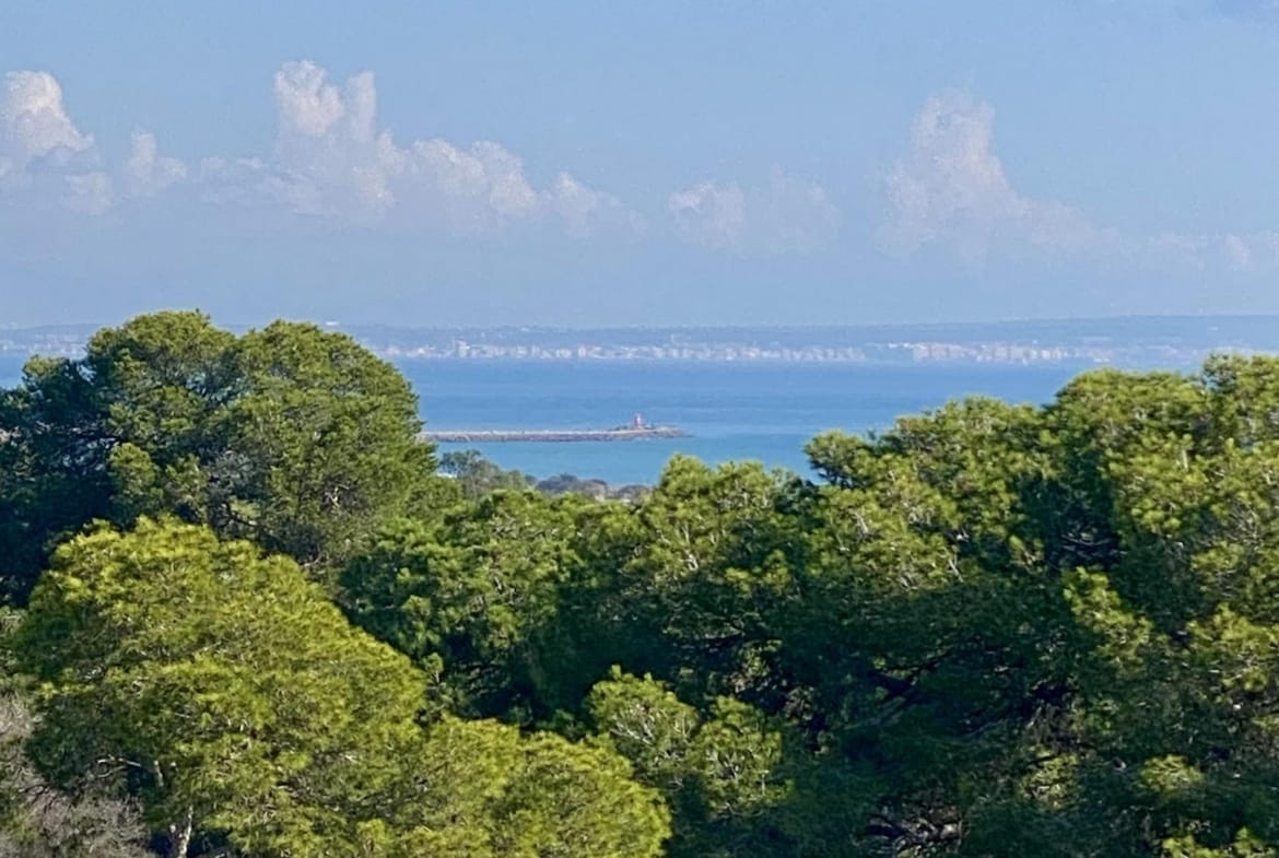 Mediterranean Sea above the coastal pine forest in Guardamar del Segura, Alicante