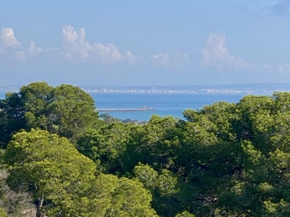 Mediterranean Sea above the coastal pine forest in Guardamar del Segura, Alicante